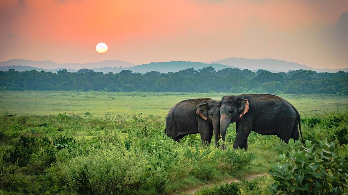 Adventure Tour in Sri Lanka: Wildlife, Rafting & Scenic Trekking