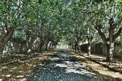 Bike excursion between history and vineyards: discovering Frascati