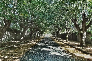 Bike Tour of Frascati and Grottaferrata's Vineyards and History