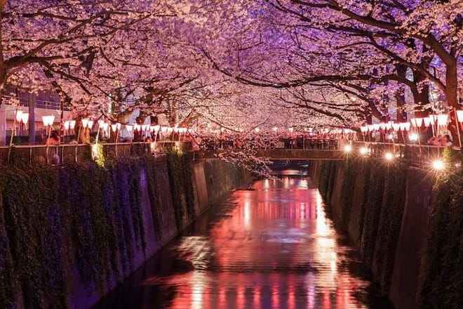 Tokyo Evening Hanami Food Tour in Spanish photo 2