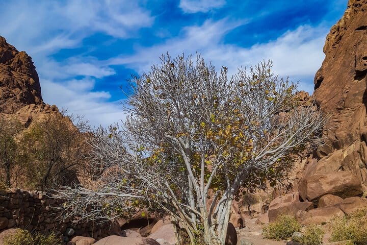 Luxor: Valley of Kings, Hatchepsut Temple ,Karnak & Luxor-DayTour