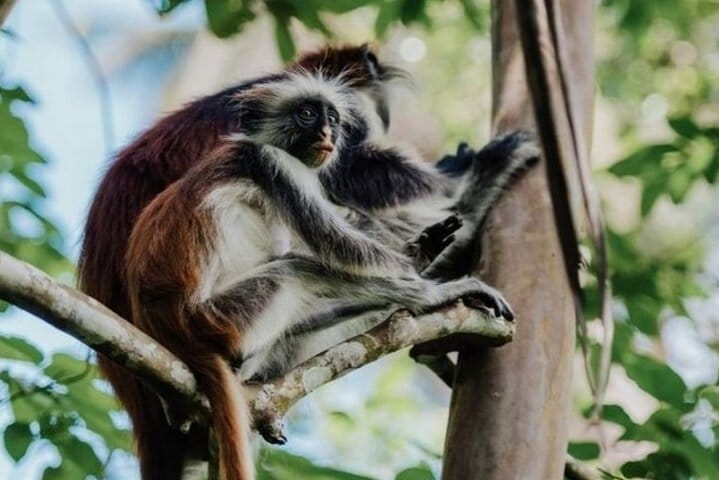 Jeep Safari Zanzibar Island 3 Day Private Tour