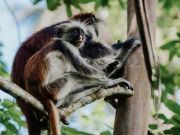 Jozani Forest Nature Tour with Lunch at Rock Restaurant