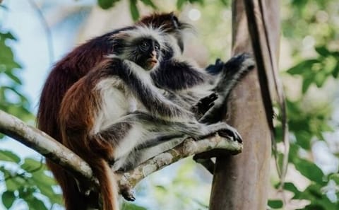 Jozani Forest Nature Tour with Lunch at Rock Restaurant