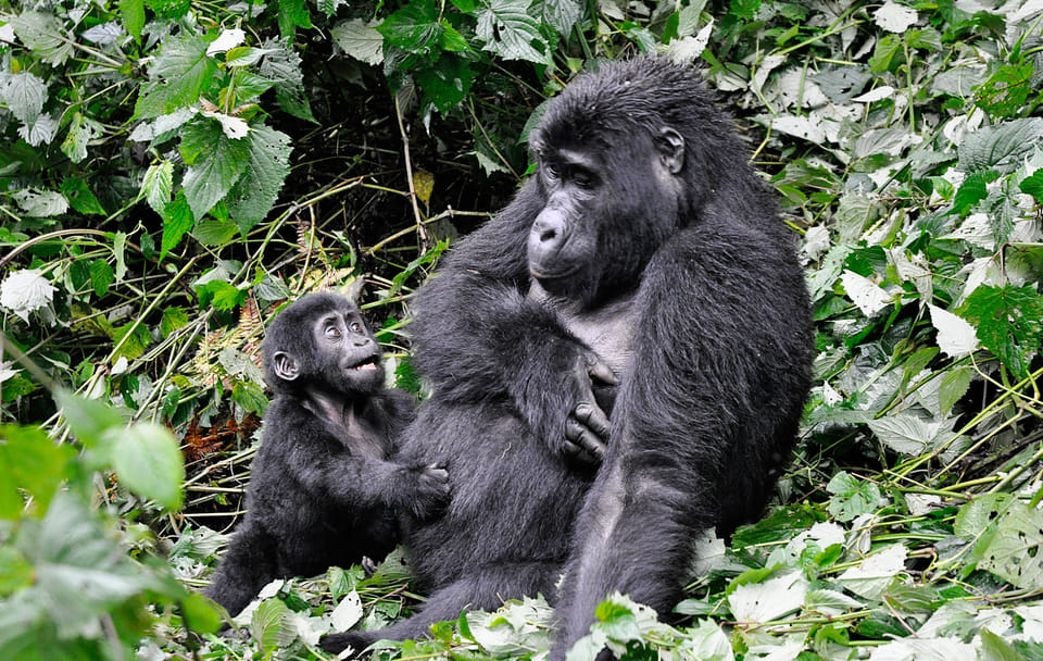 4 DAYS 3 NIGHTS RWANDA GORILLA TREKKING