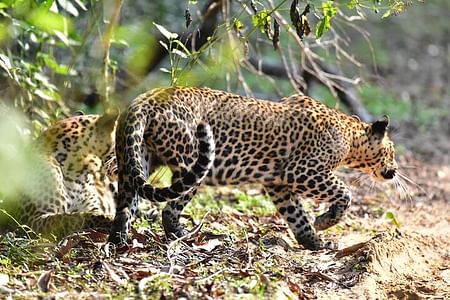 Wilpattu National Park Leopard Safari Adventure from Anuradhapura