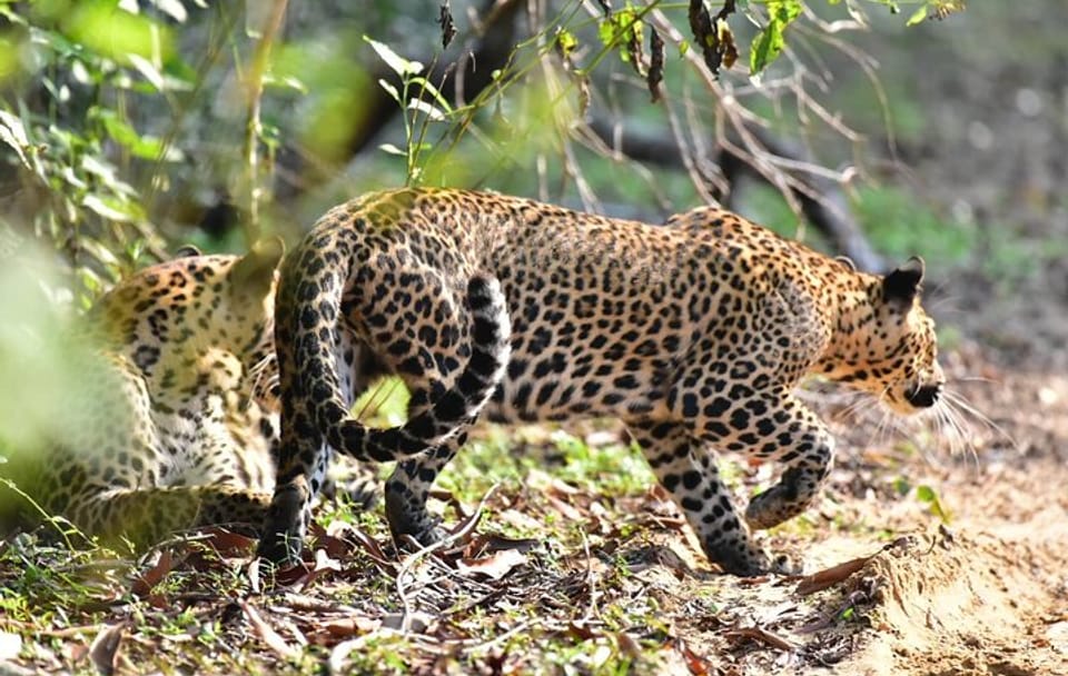 Wilpattu Half Day Safari From Anuradhapura