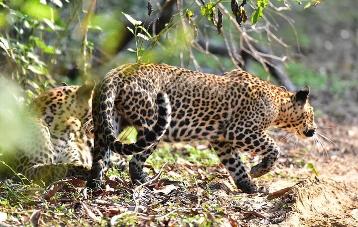 Wilpattu Half Day Safari From Anuradhapura