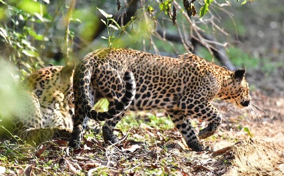 Wilpattu National Park Half Day Safari from Anuradhapura