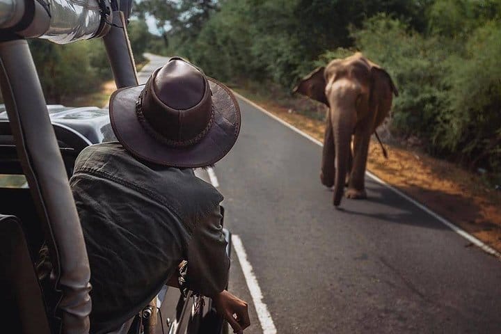 Giant Loop Cruise Mirissa