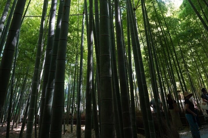 Kamakura Early Morning Tour (Tokyo Departure Available) 5