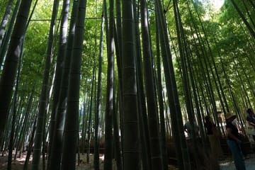 Kamakura Early Morning Tour (Tokyo Departure Available)