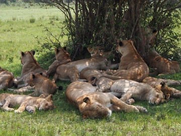 Maasai mara lions