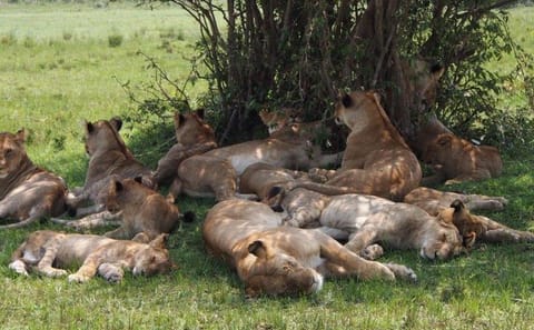 3-Day Luxury Lodge Safari in Masai Mara from Nairobi