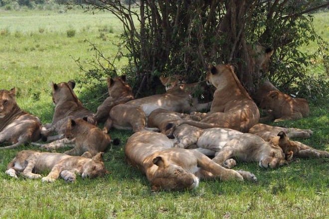 Maasai mara lions