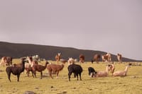 Alternative Inca Trail to Machu Picchu 4D/3N 4