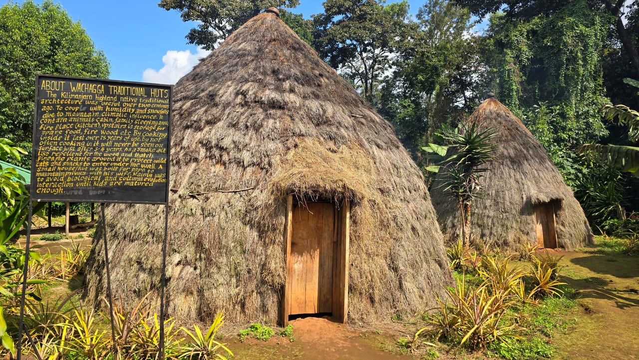 A traditional grass-thatched Chagga house surrounded by green foliage on a cultural tour in Marangu, Kilimanjaro.
