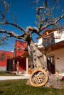Visit the winery, stroll through the vineyards, taste the Cantine Mucci Wine 6