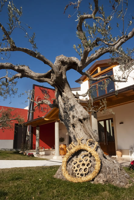 Visit the winery, stroll through the vineyards, taste the Cantine Mucci Wine 6