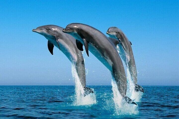 Dolphin House Snorkeling Cruise in Hurghada with Lunch