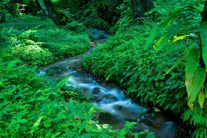 Private Tour of Godawari Botanical Garden Including Lunch