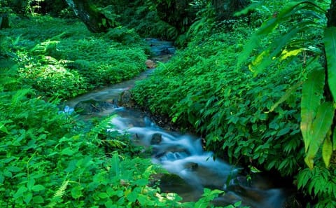 Private Day Tour of Godawari Botanical Garden in Kathmandu