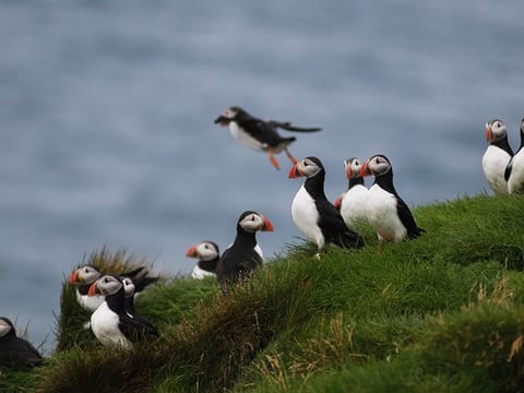 Reykjavík Premium Puffin Watching, photo 2