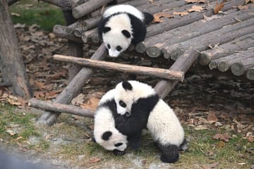 Giant Panda Viewing Experience at Chengdu Research Base