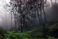  From Hambantota: Sinharaja Trekking Day Tour 6