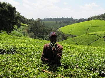 Tour Kiambethu Tea Farm