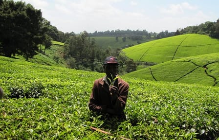 Nairobi Day Trip to Kiambethu Tea Farm in Limuru