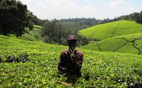 Nairobi Day Trip to Kiambethu Tea Farm in Limuru