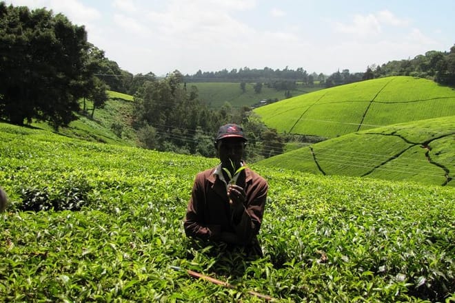 Tour Kiambethu Tea Farm