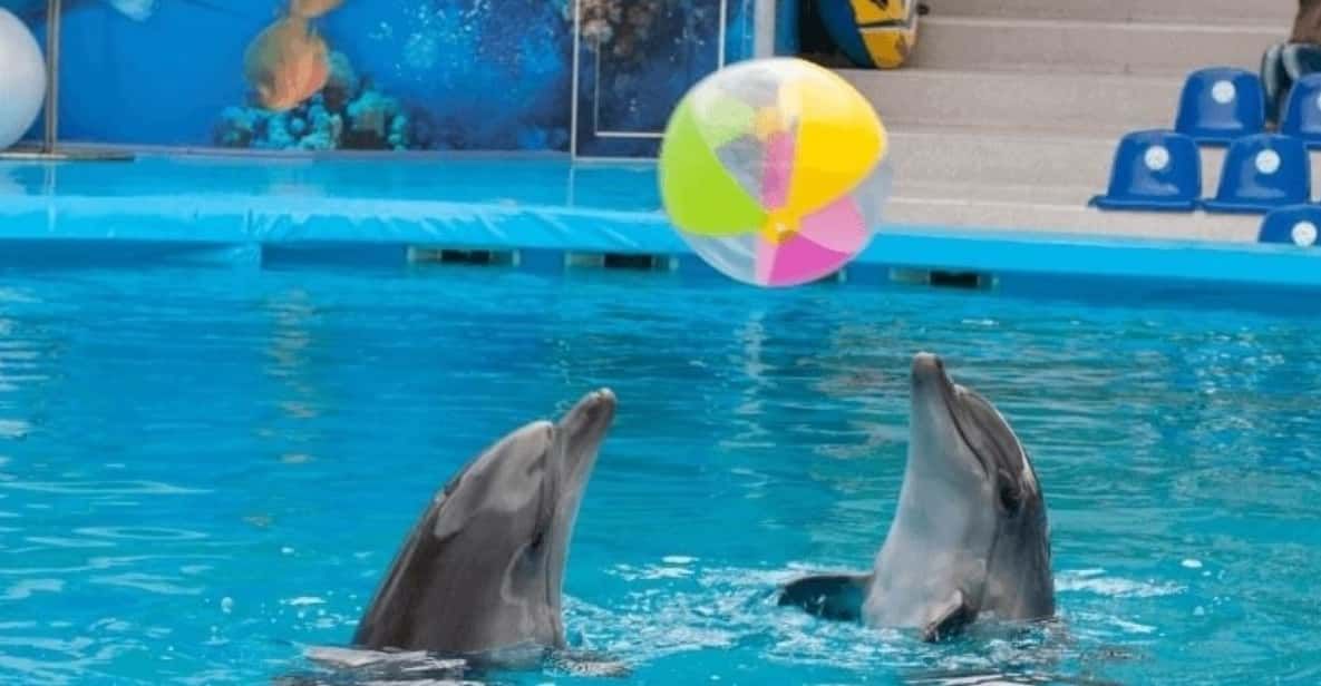 Dolphin Magic Show and Swim options in Sharm El Sheikh