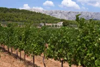 The vineyards of the Coteaux d'Aix-en-Provence and the Sainte-Victoire Mountain 4