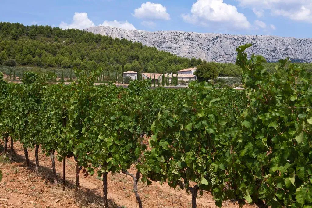 The vineyards of the Coteaux d'Aix-en-Provence and the Sainte-Victoire Mountain 4