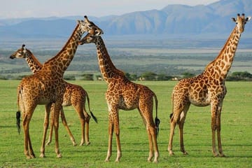 Luxury 6-Day Safari in Amboseli and Tsavo National Parks, Kenya