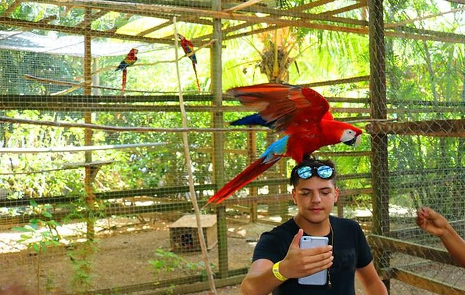 Wildlife Encounters with Macaws, Monkeys & Sloths in Coxen Hole