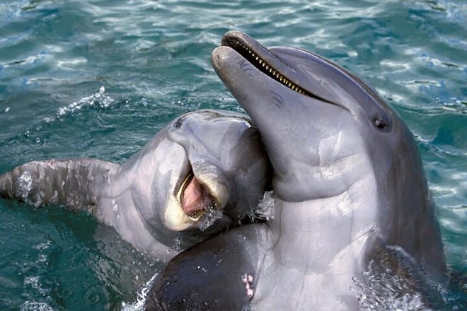 Dolphin Photo Session with Transfer - Hurghada 8