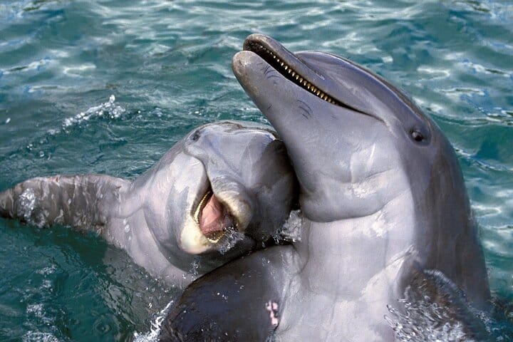 Dolphin Photo Session with Transfer - Hurghada 8