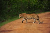 2 Day Udwalawa Safari Tour 6