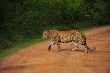 Two-Day Udawalawe National Park Safari from Colombo