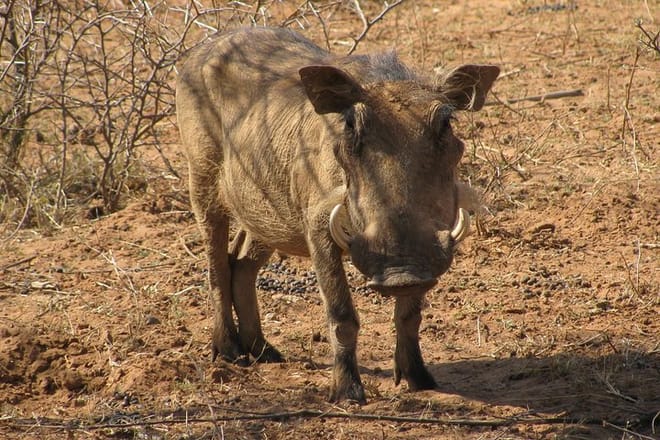 Wildlife viewing