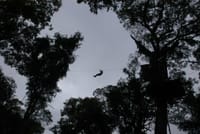 Jungle Fly: Adventure at the Jungle in Iguazu 3