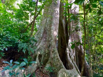 Trekking and Kayaking Adventure in Cat Ba National Park