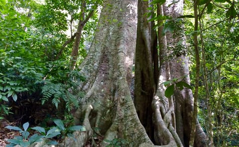 Trekking and Kayaking Adventure in Cat Ba National Park