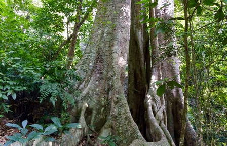 Trekking and Kayaking Adventure in Cat Ba National Park