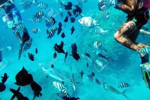 Get up close to dolphins on this fantastic 9-hour snorkel trip from Hurghada