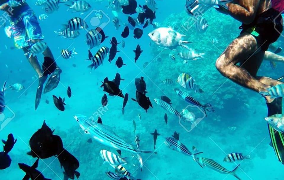 Snorkeling Adventure with Dolphins in Hurghada, Egypt