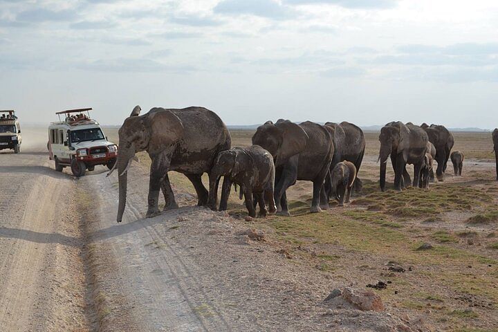 Amboseli National Park Safari: Epic Elephant Watching & Scenic Views